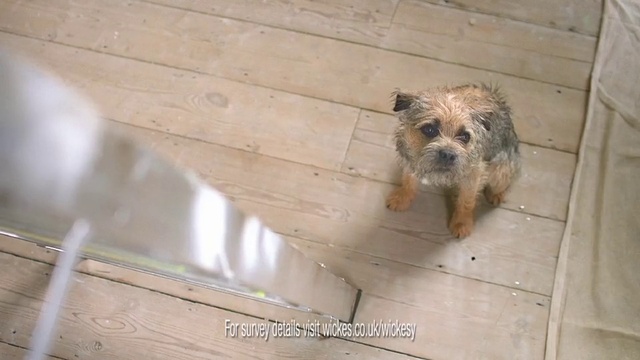 Video Reference: Dog, Dog breed, Carnivore, Wood, Companion dog, Toy dog, Small terrier, Snout, Terrier, Flooring