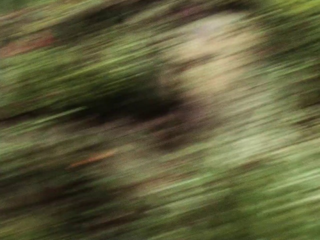Video Reference: Brown, Wood, Water, Tints and shades, Grass, Pattern, Forest, Natural material, Natural landscape, Darkness
