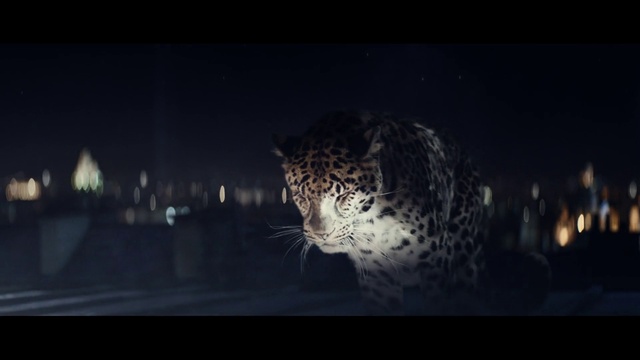 Video Reference: Eye, Window, Felidae, Carnivore, Leopard, African leopard, Small to medium-sized cats, Sky, Big cats, Whiskers