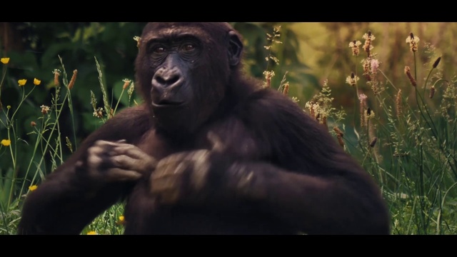 Video Reference: Primate, Plant, Organism, Terrestrial animal, Grass, Adaptation, Snout, Natural material, Thumb, Jungle