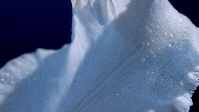 Video Reference: Azure, Slope, Plant, Tree, Ice cap, Tints and shades, Electric blue, Freezing, Snow, Sky