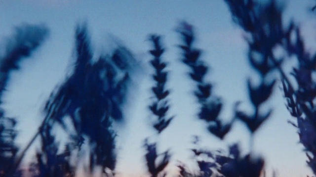 Video Reference: Sky, Cloud, Twig, Cumulus, Tints and shades, Feather, Font, Electric blue, Art, Pattern