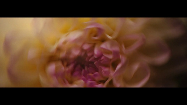 Video Reference: Flower, Plant, Petal, Violet, Magenta, Rose, Annual plant, Flowering plant, Rose family, Rose order