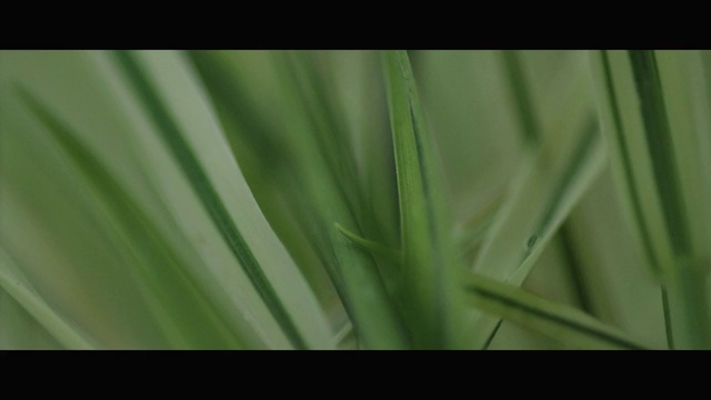 Video Reference: Plant, Water, Terrestrial plant, Grass, Petal, Tree, Moisture, Flowering plant, Macro photography, Grassland