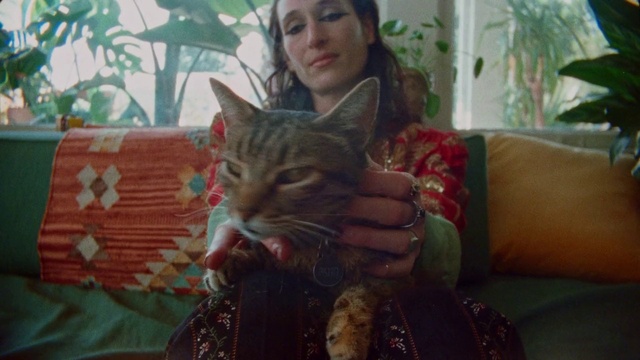 Video Reference: Cat, Felidae, Small to medium-sized cats, Carnivore, Textile, Whiskers, Plant, Fawn, Grass, Fur