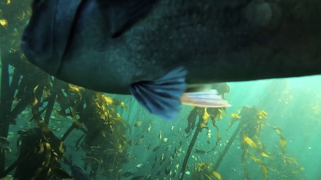 Video Reference: Water, Plant, Fin, Organism, Underwater, Fish, Window, Grass, People in nature, Marine biology