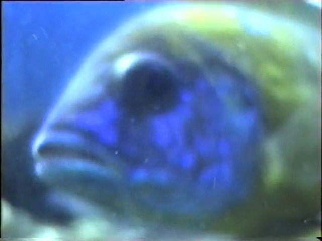 Video Reference: Organism, Violet, Electric blue, Underwater, Fish, Rectangle, Marine biology, Macro photography, Circle, Science