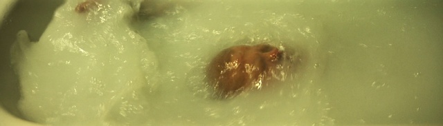 Video Reference: Water, Liquid, Fluid, Bathing, Wildlife, Terrestrial animal, Macro photography, Pest, Marine mammal