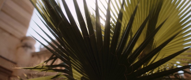 Video Reference: Plant, Arecales, Tree, Terrestrial plant, Wood, Twig, Tints and shades, Grass, Natural material, Palm tree