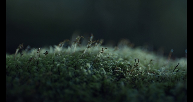 Video Reference: Water, Plant, Natural landscape, Terrestrial plant, Sky, Grass, Grassland, Wildlife, Landscape, Wind