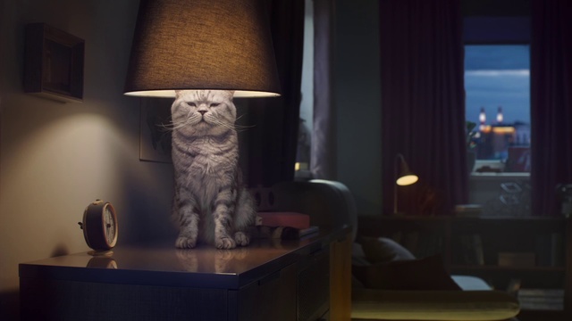 Video Reference: Furniture, Light, Lighting, Wood, Grey, Felidae, Floor, Comfort, Lamp, Small to medium-sized cats