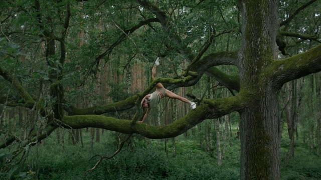 Video Reference: Plant, Tree, Wood, Natural landscape, Terrestrial plant, Trunk, Twig, Grass, Landscape, Deciduous