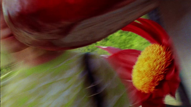 Video Reference: Flower, Plant, Petal, Leaf, People in nature, Flowering plant, Happy, Annual plant, Grass, Close-up