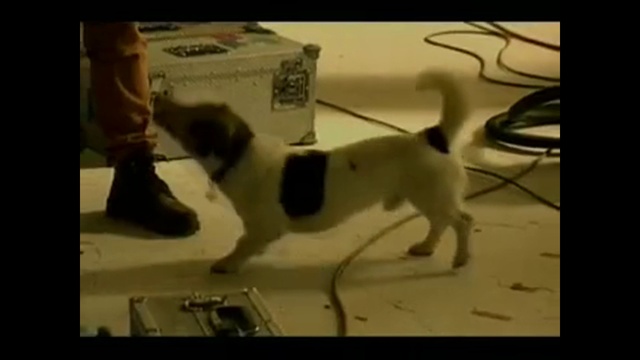 Video Reference: Dog, Carnivore, Dog breed, Companion dog, Felidae, Pet supply, Rectangle, Tail, Working animal, Small to medium-sized cats