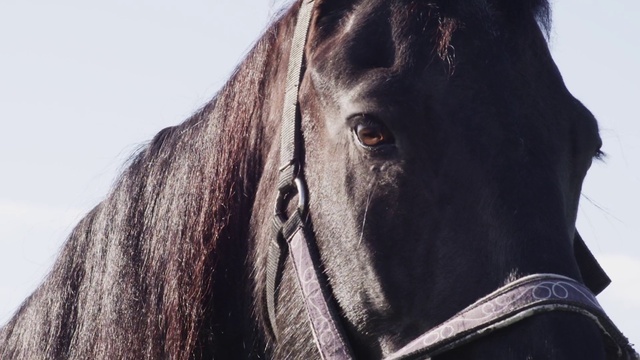 Video Reference: Horse, Eye, Sky, Working animal, Liver, Horse tack, Wood, Horse supplies, Bridle, Art