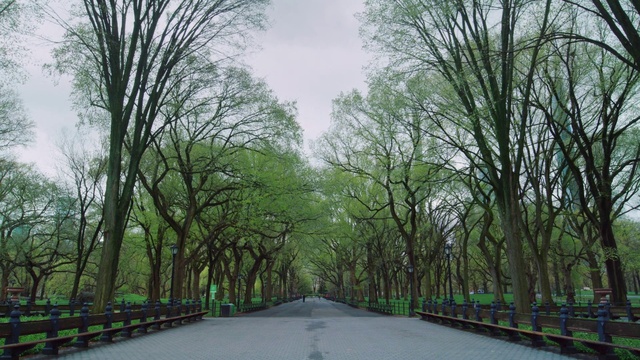 Video Reference: Sky, Plant, Road surface, Natural environment, Natural landscape, Infrastructure, Wood, Branch, Asphalt, Tree