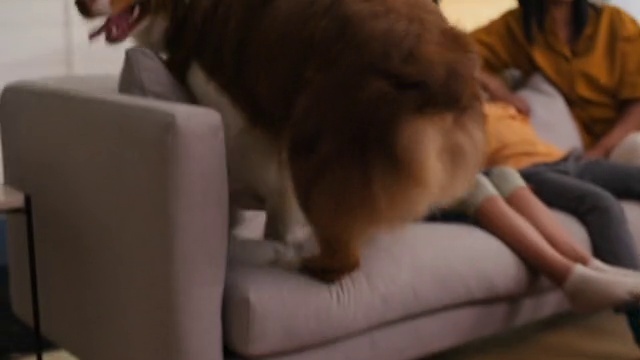 Video Reference: Carnivore, Comfort, Companion dog, Felidae, Whiskers, Dog breed, Small to medium-sized cats, Flooring, Toy dog, Fur