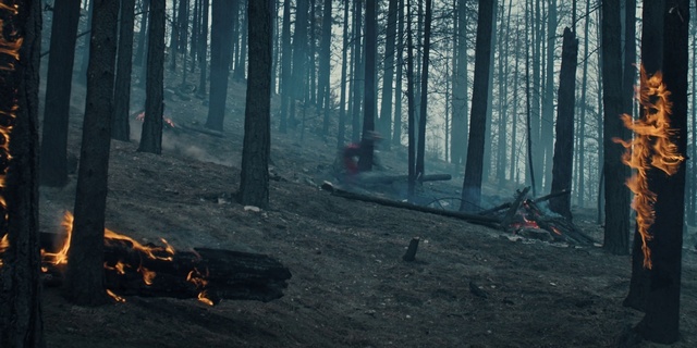 Video Reference: Plant, Atmosphere, Ecoregion, Wood, Natural landscape, Branch, People in nature, Tree, Trunk, Vegetation