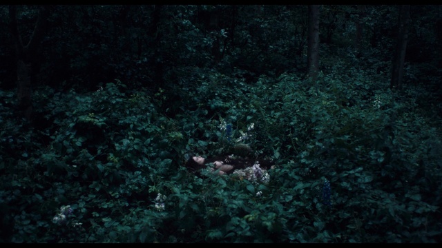 Video Reference: Plant, Underwater, Natural landscape, Grass, Font, Marine biology, Forest, Jungle, Electric blue, Art