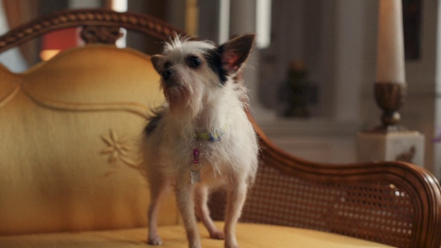 Video Reference: Dog, Dog breed, Carnivore, Whiskers, Companion dog, Fawn, Wood, Dog supply, Flooring, Snout