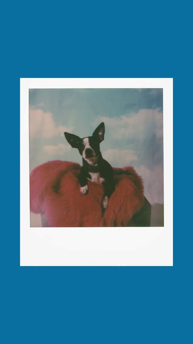 Video Reference: Sky, Deer, Cloud, Working animal, Art, Fawn, Rabbits and Hares, Painting, Toy, Snout