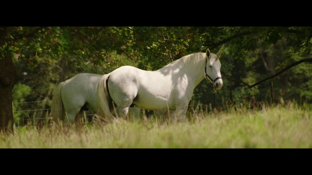 Video Reference: Horse, Plant, Tree, Wood, Working animal, Natural landscape, Grass, Terrestrial animal, Grassland, Meadow