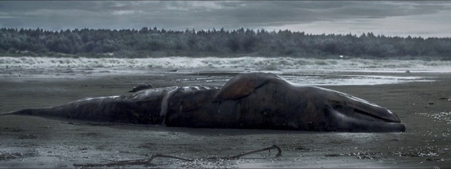 Video Reference: Water, Cloud, Sky, Grey, Atmospheric phenomenon, Coastal and oceanic landforms, Lake, Wind wave, Tree, Earless seal