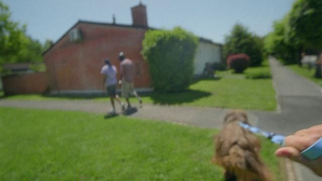 Video Reference: Plant, Dog, Sky, Carnivore, Grass, Dog breed, Building, Tree, Companion dog, Residential area