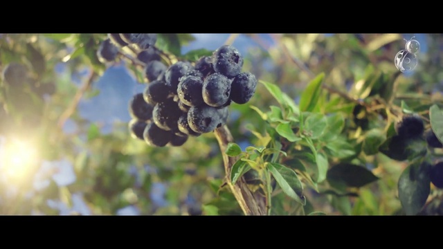 Video Reference: Plant, Fruit, Natural material, Natural foods, Berry, Terrestrial plant, Food, Tree, Fruit tree, Flowering plant
