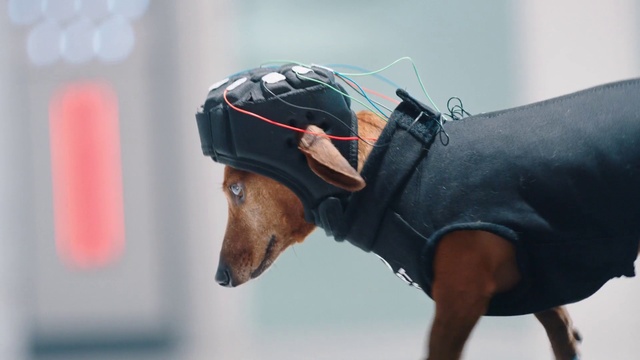 Video Reference: Dog, Dog supply, Dog breed, Dog clothes, Carnivore, Working animal, Pet supply, Sleeve, Street fashion, Collar