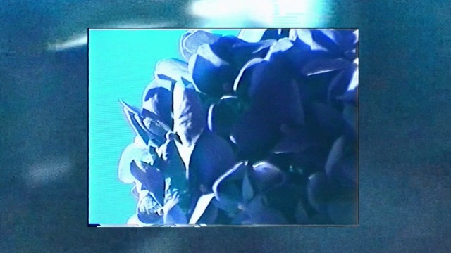 Video Reference: Blue, Purple, Rectangle, Petal, Violet, Aqua, Font, Electric blue, Art, Gadget