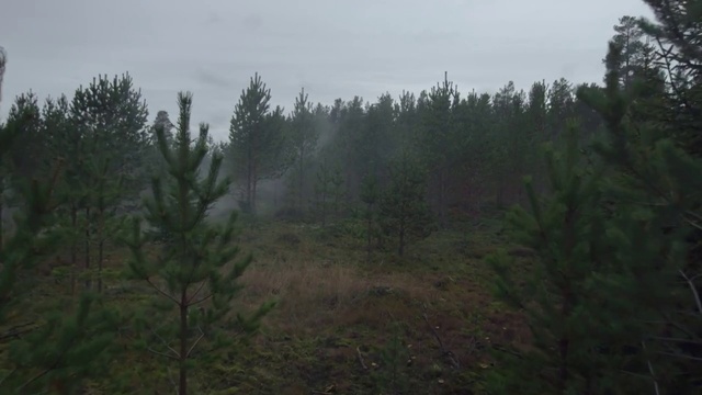 Video Reference: Sky, Plant, Natural landscape, Land lot, Tree, Larch, Evergreen, Terrestrial plant, Wood, Landscape