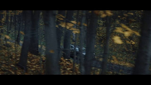 Video Reference: Wood, Natural landscape, Rectangle, Twig, Trunk, Plant, Terrestrial plant, Grass, Landscape, Font