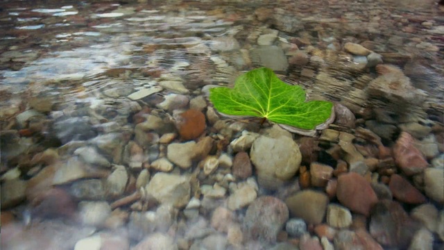 Video Reference: Water, Plant, Road surface, Body of water, Grass, Terrestrial plant, Groundcover, Aquatic plant, Landscape, Bedrock