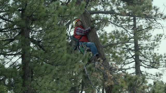 Video Reference: Clothing, Plant, Tree, Trunk, Terrestrial plant, Twig, Arborist, Forest, Evergreen, Temperate broadleaf and mixed forest