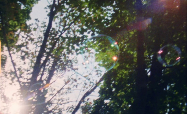 Video Reference: Sky, Plant, Terrestrial plant, Grass, Astronomical object, Water, Tree, Forest, Twig, Lens flare