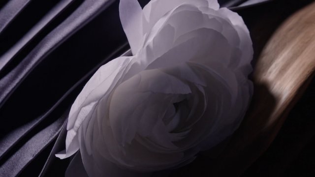 Video Reference: flower, white flower, petals, close-up, macro, dark background, floral, soft light, decorative, nature, abstract, hair