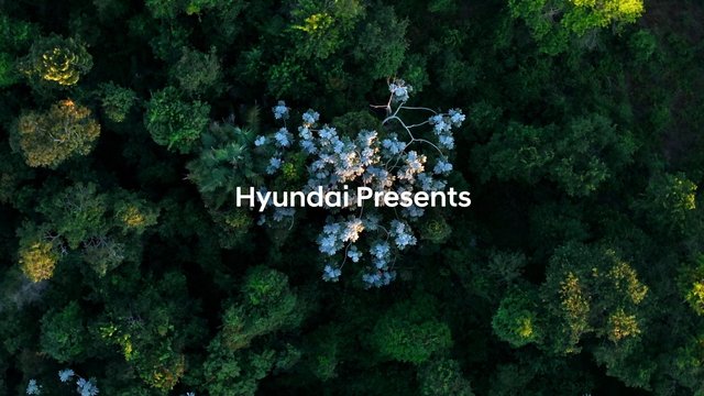 Video Reference: forest, aerial view, tree canopy, jungle, greenery, nature, overhead shot, text overlay, title card, branding, outdoors, vegetation