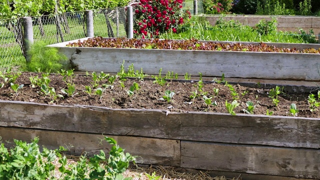 Video Reference: Plant, Grass, Groundcover, Flower, Road surface, Shrub, Landscape, Annual plant, Soil, Garden