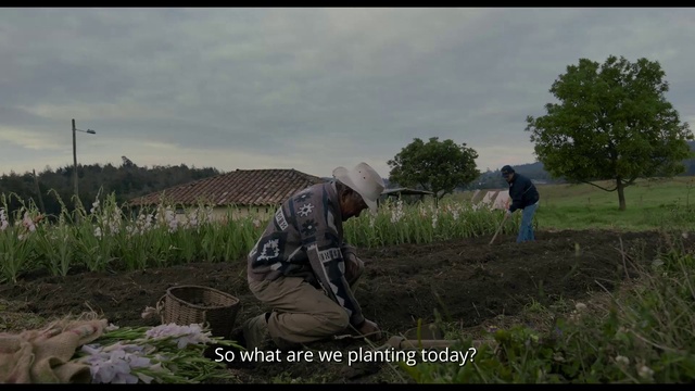 Video Reference: Plant, Sky, Ecoregion, Cloud, People in nature, Land lot, Natural landscape, Farmer, Tree, Landscape