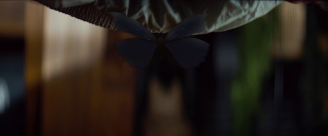 Video Reference: Pollinator, Eye, Insect, Arthropod, Sky, Moths and butterflies, Wing, Wood, Terrestrial animal, Tree