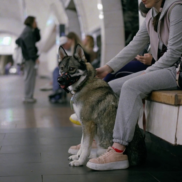 Video Reference: Dog, Dog breed, Carnivore, Grey, Sled dog, Fawn, Companion dog, Siberian husky, Snout, Thigh