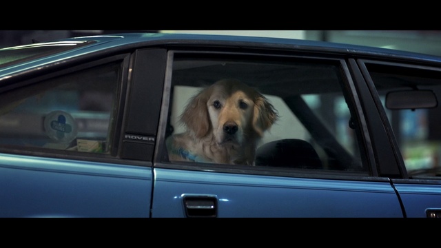 Video Reference: Car, Land vehicle, Dog, Vehicle, Automotive lighting, Motor vehicle, Window, Hood, Automotive mirror, Carnivore