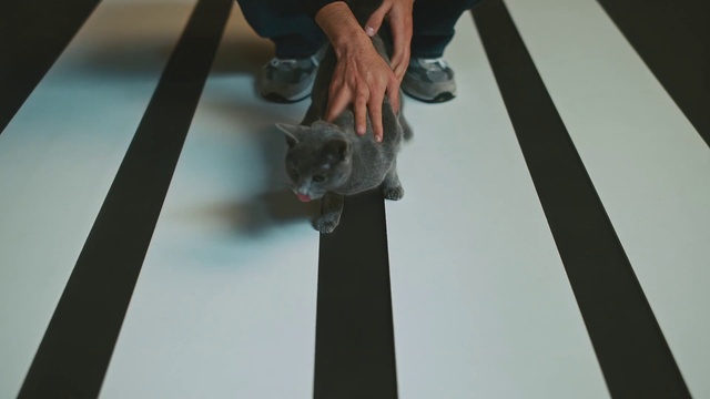 Video Reference: Cat, Felidae, Small to medium-sized cats, Carnivore, Gesture, Wood, Fawn, Whiskers, Human leg, Flooring