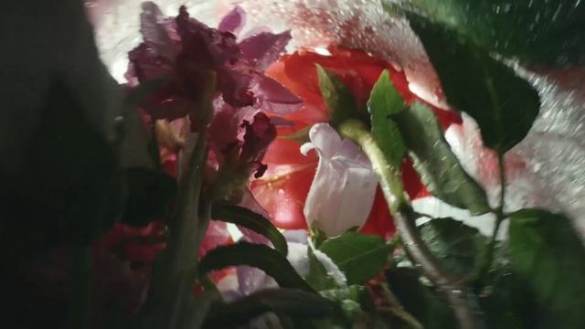 Video Reference: Flower, Plant, Petal, Terrestrial plant, Herbaceous plant, Rose, Tints and shades, Flowering plant, Rose family, Blossom