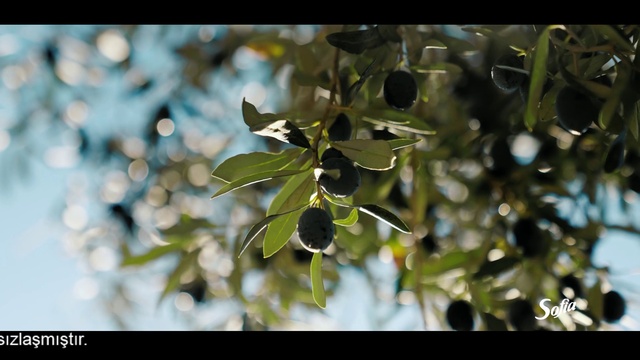 Video Reference: Plant, Water, Twig, Organism, Terrestrial plant, Fruit, Tints and shades, Eyewear, Fruit tree, Tree