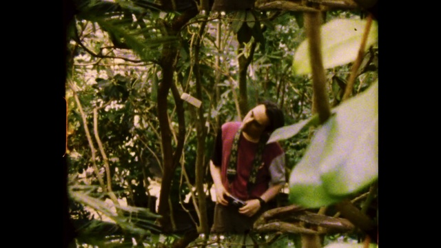 Video Reference: Terrestrial plant, People in nature, Plant, Twig, Trunk, Tints and shades, Grass, Wood, Forest, Event