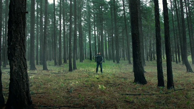 Video Reference: Plant, Plant community, Natural landscape, People in nature, Wood, Tree, Terrestrial plant, Trunk, Atmospheric phenomenon, Deciduous