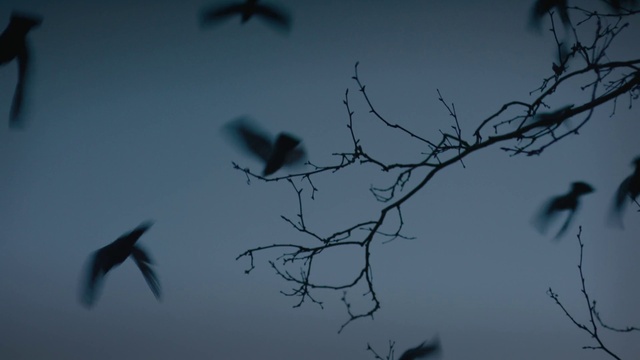 Video Reference: Bird, Sky, Atmosphere, Beak, Tree, Twig, Grey, Feather, Cloud, Wing