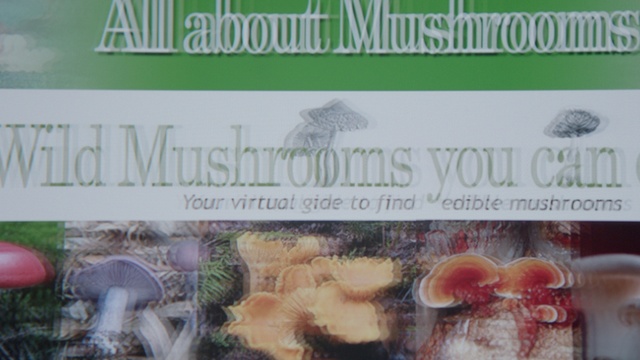 Video Reference: Plant, Organism, Font, Rectangle, Art, Natural foods, Grass, Fruit, Pattern, Advertising